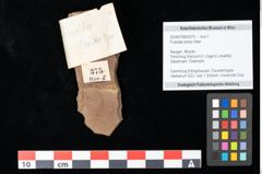 Foto (Objekt + Etikett) von Poacites tortus Heer (NHMW-GEO-2024-0188-0375)